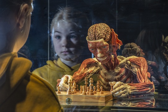 KÖRPERWELTEN / KW-Impression_01_©koerperwelten